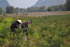 Nhiều hội viên nông dân xã Nam Thượng (Kim Bôi) áp dụng mô hình trồng ớt giống mới mang lại giá trị kinh tế cao.

